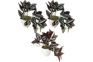 MIGUBIGU Set di 3 Piante Finte Artificiale 28CM, Piante Finte Altamente Realistico con Bianca Plastica Vasi, Pianta di Splitphilo Tropicale Interno Esterno per Balcone, Camera da Letto Deko