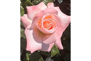 THE GARDEN ROSE COMPANY ‘Bloom of Ruth’ – Pale Pink/Apricot Rose – 4L Potted