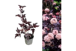 CARBETH PLANTS Physocarpus 'Lady in Red' Fast Growing Shrub in a 9cm Pot