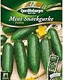 Quedlinburger Snack-Gurke 'Picolino' F1, 1 Tüte Samen