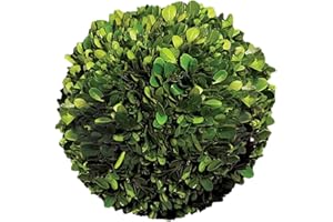 Serene Spaces Living Preserved Boxwood Ball, Genuine Green Leaves & Simple Care, Use as Vase Filler for Wedding, Party, Events, Home, Hang as Christmas Decorations, Holiday Decor, Measures 6" Diameter