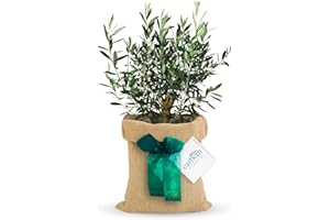 Carbeth Plants - Olive Tree 'Olea europaea' in 14cm Pot with Hessian Gift Wrap - Gift Card Included - Outdoor Fruit Tree