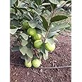 NEW DEBNATH NURSERY,THAI ALLTIME SUPER -10 SWEET GUAVA LIVE PLANT A1