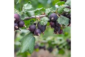 Carbeth Plants - Jostaberry Bush Ribes x Nidigrolaria in 9cm Pot. Gooseberry/Blackcurrant Hybrid Fruit Plant for Outdoor. Produces Large Shiny Black Berries During The Summer, 9cm Potted Plant