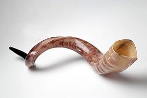 New Shofarot Israel Kosher Yemenite Kudo kudu Shofar Size 27"-29" full Polish With Free Olive shofar Bag