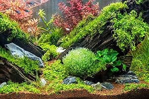 PondPlantsUK - Mixed Amount of Tropical Aquatic Plants No Lead (50 Weighted Live Aquarium Plants (10 Bunches))