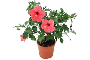 NATURGARDEN Hibiscus Rosa-Sinensis 35cm Planta Natural en Maceta Flores de Colores
