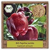 BIO rote Paprika Samen milde & süße Sorte JUMBO BIO Gemüsesamen Saatgut