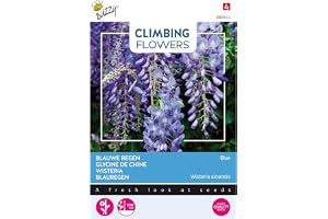 Buzzy Klättrande blommor, Wisteria