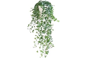 BloomPost Hedera Helix Wonder - 40-50 cm + Bio Pot - Hanging Plant - Low Maintenance House Plant - Easy to Grow Home Office Plants - Next Day Free UK Delivery