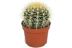 Exotenherz - Echinocactus grusonii - Chaise belle-mère - dans un pot de 12 cm