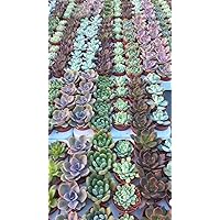 20 Sukkulenten BS Trading 5,5cm Topf Lebendware Mini Sukkulenten