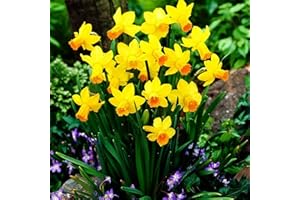 COOTO 5x Narcisos Flores para plantar Bulbos Narcisos Flores primavera amarillas Narciso planta Jetfire