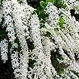 Seeds Ville Queen Wreath Sandpaper Vine Flowering Plant Seeds - 30 Seeds Home Garden Pack (Purple) (White)