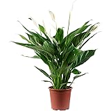 1 foglio 4-8 fiori/boccioli – Spathiphyllum – Altezza circa 70 cm, diametro pentola: 17 cm.