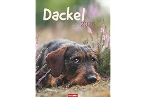 Dackel Kalender 2026: Jahres-Wandkalender 2026 mit Platz für Notizen und Termine. Foto-Kalender für Hundefans und Dackelliebhaber. Bildkalender im Hochformat 30 x 39 cm (Tierkalender Weingarten)