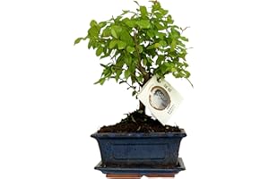 ZynesFlora Real Bonsaï Tree - Bol en céramique pour pot d'intérieur - Hauteur: 25-30cm - Feng Shui Zen Bonsaï Meditation Decoration