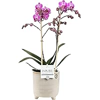 Orchidee von Botanicly – Schmetterlingsorchidee im graubeigen Übertopf als Set – Höhe: 45 cm, 2 Triebe, pinke Blüten…