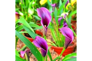 Haloppe 200 piezas de semillas de plantas de flores de cala para plantar en el jardín del hogar, semillas de flores que se agrupan semillas de cala mixtas naturales frescas para el jardín Violeta
