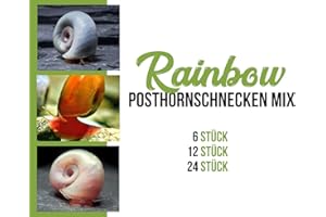 SATOHA Garnelen Posthornschnecken Mix - Rainbow - Aquarium Schnecken - Algenvernichter Aquarium Algenbekämpfung, Menge:24 STK.