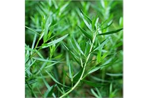 NEWLANDS 6 French Tarragon herb Plants (Tarragon French) Herb Garden. Frow Your own. Herbs for Cooking.