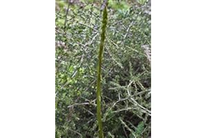 Portal Cool 100 Semi Asparagi Selvatici