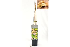 POWERS TO FLOWERS - KIWI GIALLO BUNTBLATTRIGER, VARIETA' AUTOFERTILE, piante vere