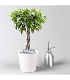 bonsai honeysuckle Honeysuckle Bonsai main image 0