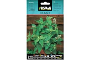 SEMILLAS BATLLE Battle - Semi Aromatici Menta di Gatto (Semi - 80-100Cm)