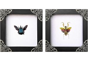 VINATIMES 2 Real Blue Bee Green Mantis Frames Dead Insect Dried Bug Shadow Box Wood Oddity Framed Taxidermy Collectables Specimen Decoration Reading Tabletop Wall Art Home Decor Living Gallery K12-61TR62TR