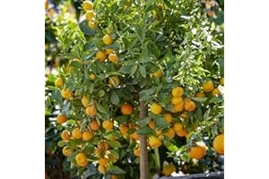 YouGarden Citrus 'Panama Orange' Tree in 7/9cm Pot, Ready to Plant Orange Tree for Pots, Planters and in The Ground, Grow Your Own Fruit