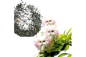 CHUNBIN 100Pcs Cat Face Flower,Indoor Plant Seeds,Flowering House Plants Indoor,or/chids Seedling Live for Home Bedrooms Study Rooms,Ca/t FA/ce Flower Seeds for in/Door,Interesting Seeds,Clean Air(Red Love)