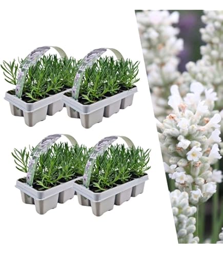 Bloomique - Set van 6 - Lavandula Angustifolia - Lavendel Plant - Tuinplanten - Winterhard - 15-20 cm Hoog - Kluit 7 cm