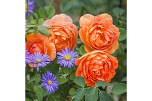 BLUE MAGIC DESIGN 1 Orange Bush Rose Bare Rooted Plant, 30-40cm Tall Fragrant Shurb, Trellises Outdoor Landscape Aroma Flowers Archway Garden Fences Pergola