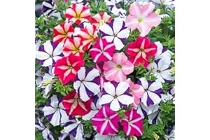 Welldales 50 Trailing Petunia Double Mix Seeds Pastel Giant Sprouting Flowers for Baskets