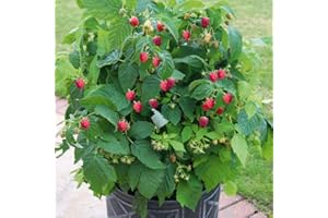 THOMPSON & MORGAN Raspberry Plants Ready to Plant UK 'Summer Lovers Patio Red' Dwarf Autumn Fruiting Variety Patio Fruit Bush Hardy Shrub Garden Raspberries Ideal for Container Growing 1x 9cm Potted Plants by T&M