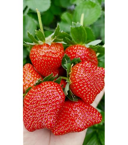 NATURE SENSE Mock Strawberry (Potentilla/Duchesnea indica