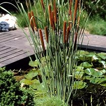 Bloomique Lot De 6 Plantes De Bassin Pro-insectes - Zone 1 & 2 - Plantes Aquatiques Rustiques Hauteur 15-25 Cm