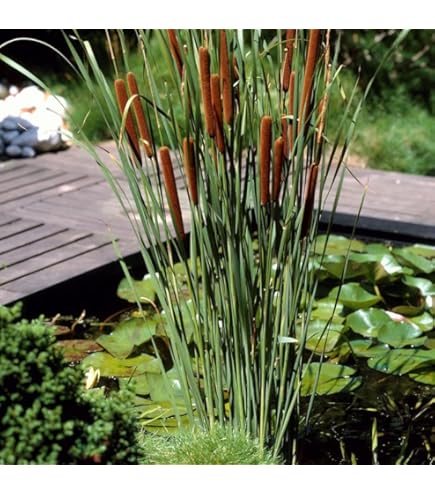SuperFish Easy Plant Middel 20 cm - nr3