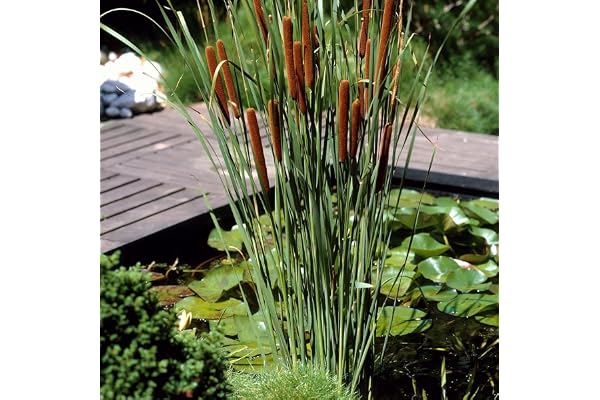 Bloomique - Lot de 3 - Typha Latifolia - Grand Massette - Cigare des marais - Plantes de bassin - Résistante au gel - Zone de bassin 2-3 - Hauteur 15-25 cm - Pot 9 cm