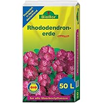 toom thuja Buy Arborvitae Tom Thumb Online