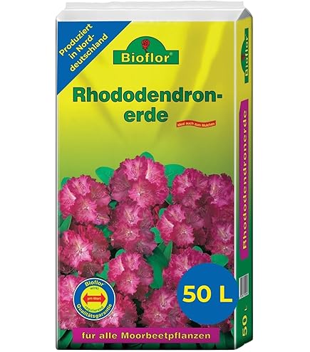 weisser rhododendron Alpenrose Cunningham's White - Rhododendron cunningham's white main image 0