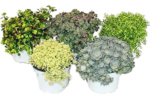 EXOTENHERZ 5 different winterhardy sedum plants - varied color play 10,5cm pot