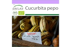 SAFLAX - Ecológico - Calabaza - Delicata - 6 semillas - Cucurbita pepo
