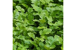 Mustard Leaves Seeds – Autumn Sowing Mix – Hardy Annual – Spicy Salad & Cooking Greens – Brassica juncea, 1 x Packet 500 Seeds, by Thompson & Morgan