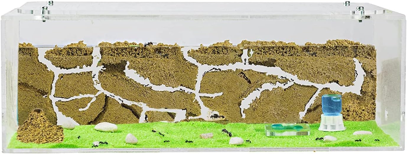 AntHouse.es - Hormiguero Natural de Arena | Kit Inicio Big Acrílico 30x15x10 cm | Granja de Hormigas | Colonias de Hormigas Incluida
