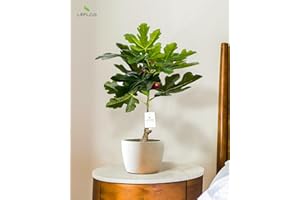 Leflos 60cm albero di Fico artificiale per interni, pianta di fico Decok con frutti, albero di ficus tropicale realistico in vaso bianco, decorazione per soggiorno, ufficio, festa e festival