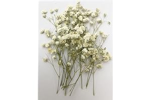 HANDI-KAFU 16 Stück weiße Baby's Breath Gypsophila echte natürliche getrocknete gepresste Blumen für Harz Kunst Handwerk DIY