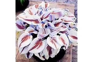 TOYHEART 200 Stück Premium Blumensamen, Hosta Samen DIY Dekorative Attraktive Mischfarbe Duftende Hosta Plantaginea Bonsai Samen Für Den Außenbereich Lila Weiß