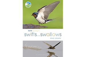 Swifts and Swallows